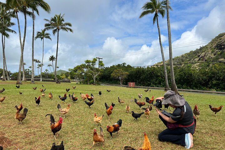 Private Kauai Eastside Waterfalls and Local Grinds Tour: 5.5 Hours, Bakery and Kapaa Lunch (9/12)