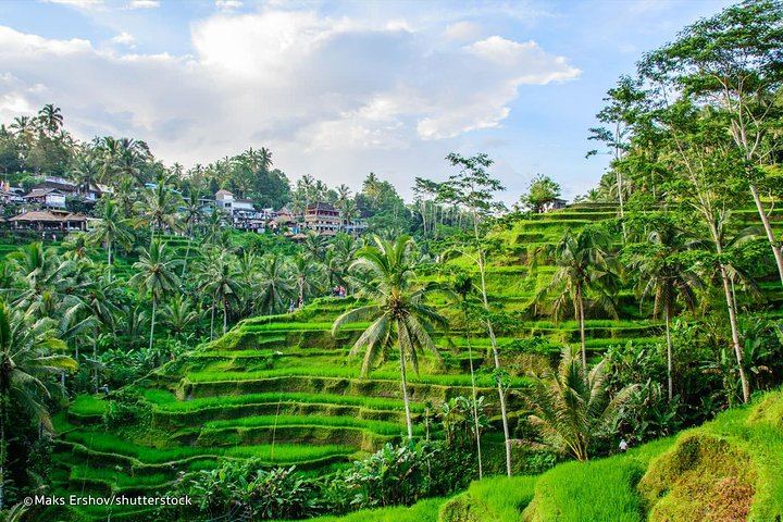 Ubud Private Tour with Monkey Forest, Tirta Empul and Tegenungan Waterfall (5/12)