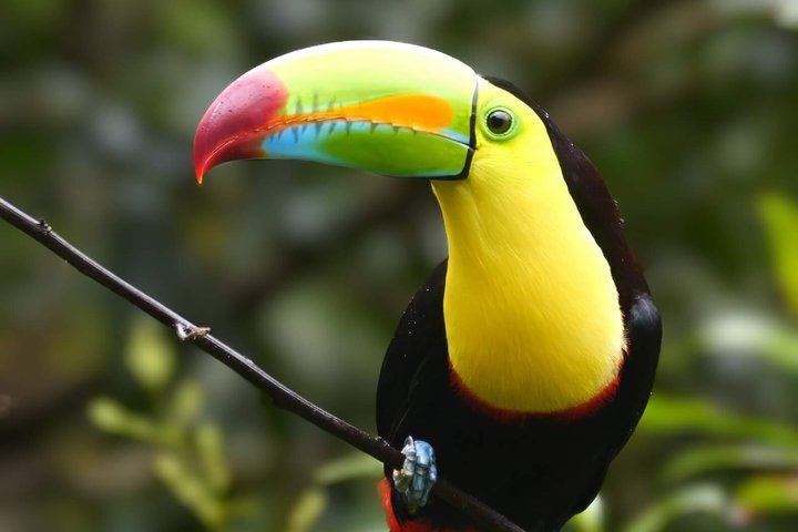 Private Bijagua Rainforest Reserve, Llanos del Cortés and Corobicí River Safari Float (5/12)