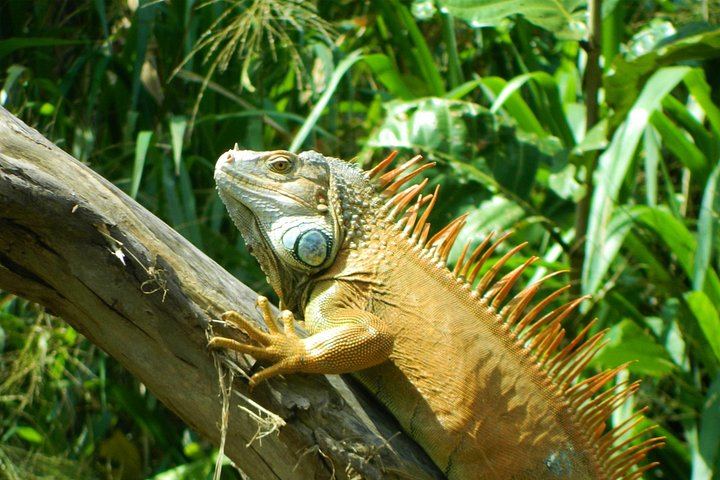Private Bijagua Rainforest Reserve, Llanos del Cortés and Corobicí River Safari Float (12/12)