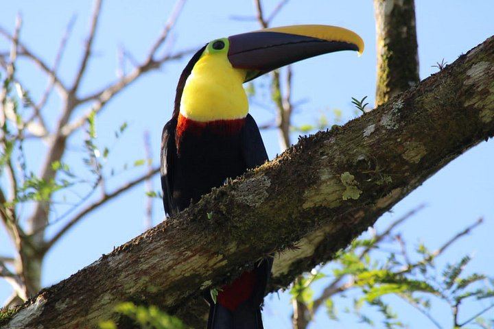 Private Bijagua Sloth Walk and Llanos del Cortez Tiered Waterfalls near Bagaces (6/12)