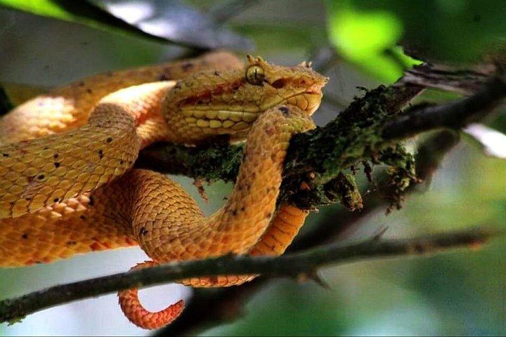 Private Bijagua Sloth Walk and Llanos del Cortez Tiered Waterfalls near Bagaces (12/12)