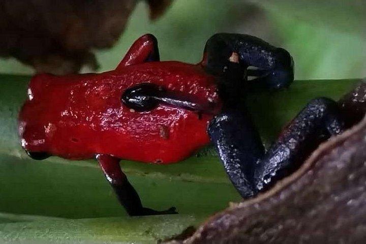 Private Bijagua Sloth Walk and Llanos del Cortez Tiered Waterfalls near Bagaces (7/12)