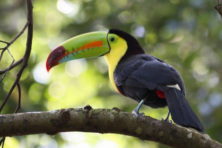 Private Bijagua Sloth Walk and Llanos del Cortez Tiered Waterfalls near Bagaces (9/12)