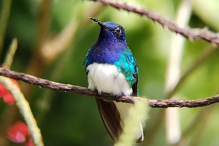 Private Bijagua Sloth Walk and Llanos del Cortez Tiered Waterfalls near Bagaces (11/12)