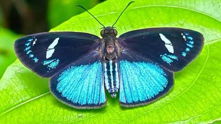 Private Rio Celeste Hike and Bijagua Sloth Reserve Tour for 4 to 22 Guests (3/12)