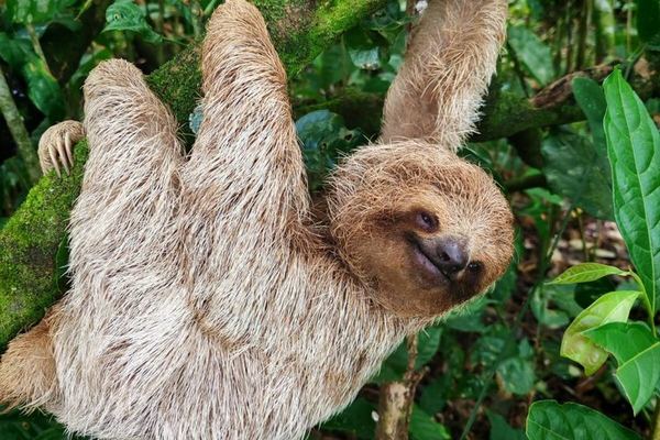 Private Rio Celeste Hike and Bijagua Sloth Reserve Tour for 4 to 22 Guests