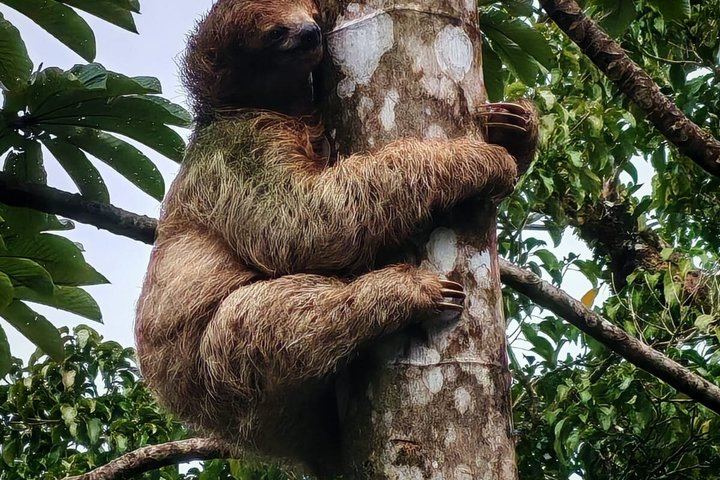 Private Rio Celeste Hike and Bijagua Sloth Reserve Tour for 4 to 22 Guests (12/12)