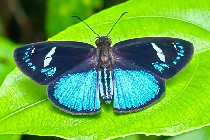 Private Rio Celeste Hike and Bijagua Sloth Reserve Tour for 4 to 22 Guests (3/12)