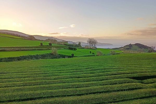 Private Customized Tour of Five Waterfalls, North Coast and Northeast, Sao Miguel