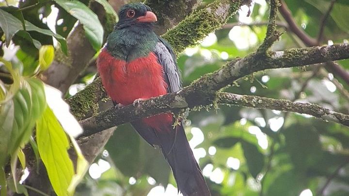 Private Arenal Day with Hanging Bridges, La Fortuna Waterfall, Volcano Hike and Lunch (4/12)