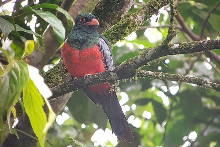 Private Arenal Day with Hanging Bridges, La Fortuna Waterfall, Volcano Hike and Lunch (4/12)