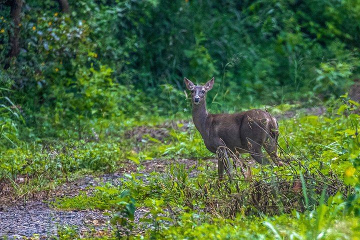 Private Pailas Loop Hike and Oropendola Waterfall Day from Avellanas and Junquillal (12/12)
