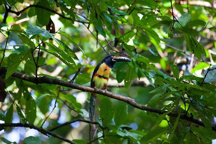 Private Pailas Loop Hike and Oropendola Waterfall Day from Avellanas and Junquillal (6/12)