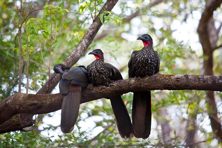 Private Pailas Loop Hike and Oropendola Waterfall Day from Avellanas and Junquillal (5/12)