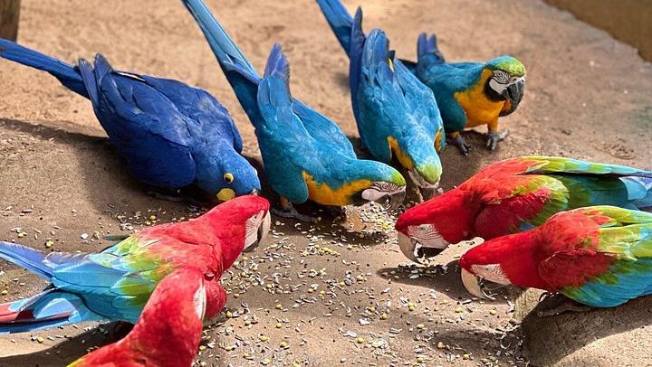 Private Tour of Iguazu Falls, Both Sides, with Bird Park Visit and Macuco Safari Option (3/10)