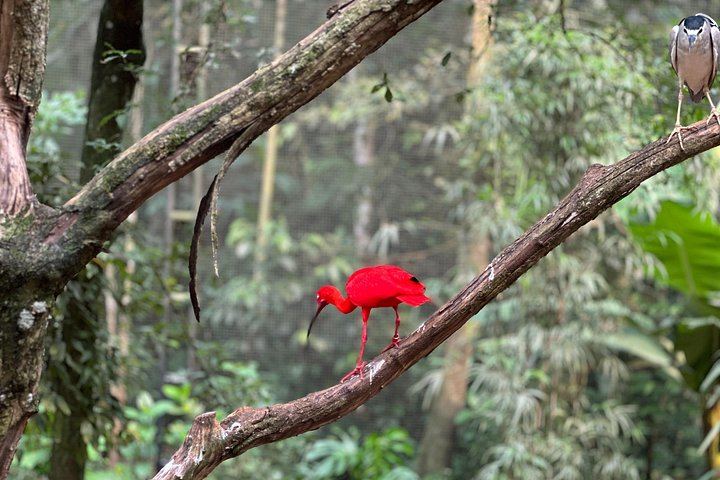 Private Tour of Iguazu Falls, Both Sides, with Bird Park Visit and Macuco Safari Option (7/10)