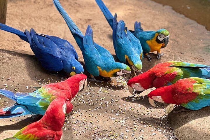 Private Tour of Iguazu Falls, Both Sides, with Bird Park Visit and Macuco Safari Option (3/10)