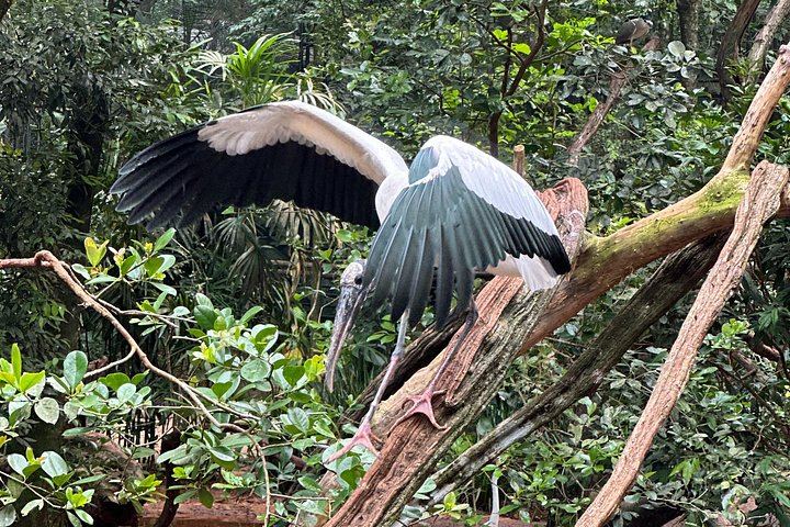 Private Tour of Iguazu Falls, Both Sides, with Bird Park Visit and Macuco Safari Option (8/10)