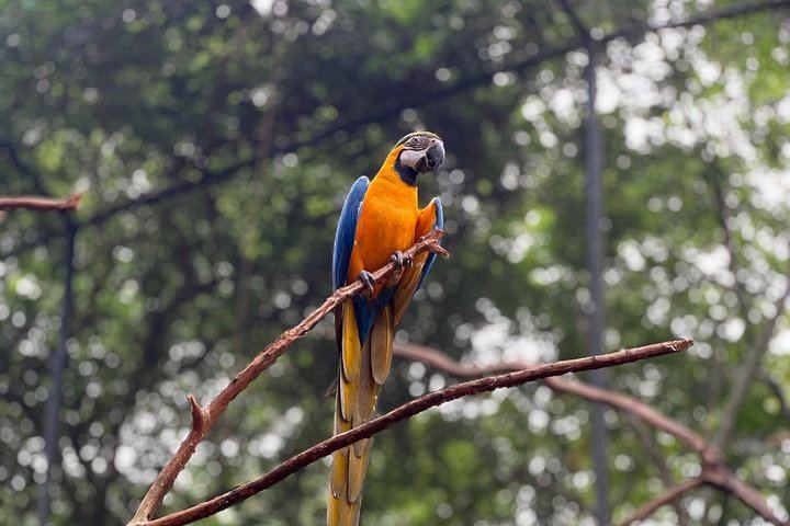 Private Tour of Iguazu Falls, Both Sides, with Bird Park Visit and Macuco Safari Option (6/10)