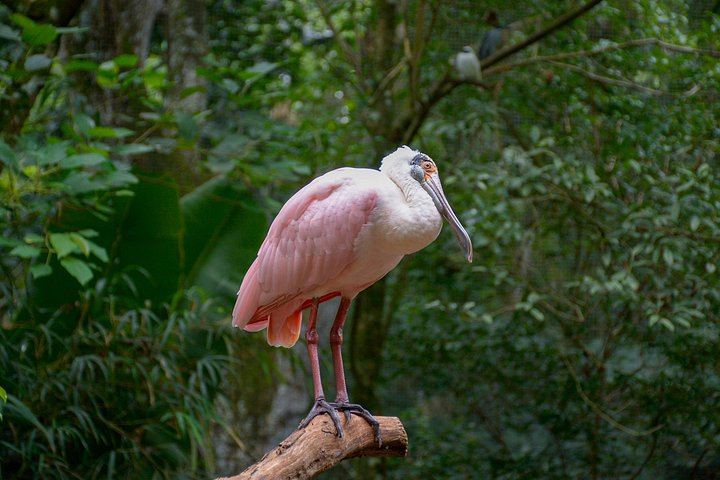 Private Car and Guide to Iguassu Falls Brazilian Side and Bird Park, Foz do Iguacu (12/12)