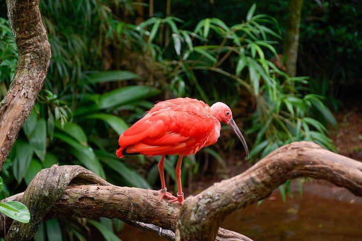 Private Car and Guide to Iguassu Falls Brazilian Side and Bird Park, Foz do Iguacu (11/12)