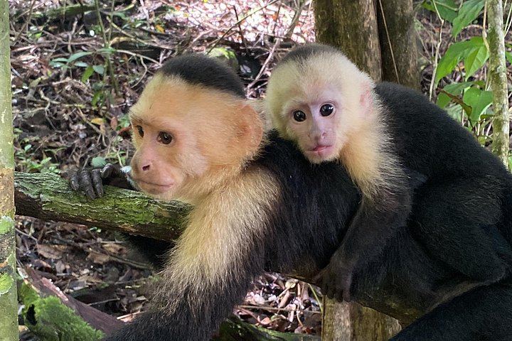 Private 8-Hour Central Pacific Day Trip: Waterfall Jumps, Beaches and Costa Rican Lunch (8/12)