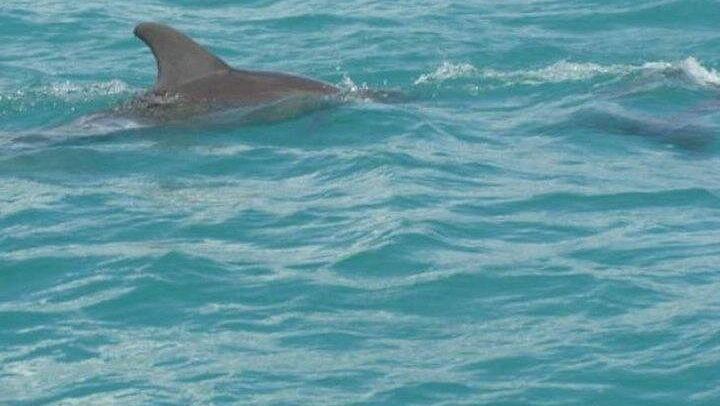 Private Black River Safari, YS Falls and Pelican Bar Day from Montego Bay with Entry Fees (1/12)