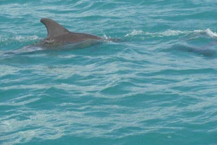 Private Black River Safari, YS Falls and Pelican Bar Day from Montego Bay with Entry Fees (1/12)