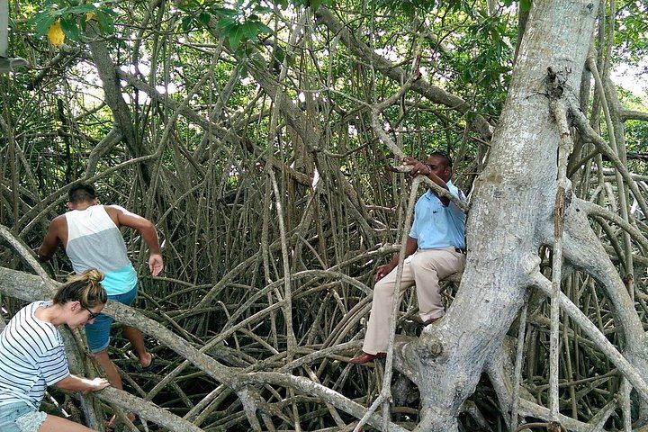 Private Black River Safari, YS Falls and Pelican Bar Day from Montego Bay with Entry Fees (10/12)