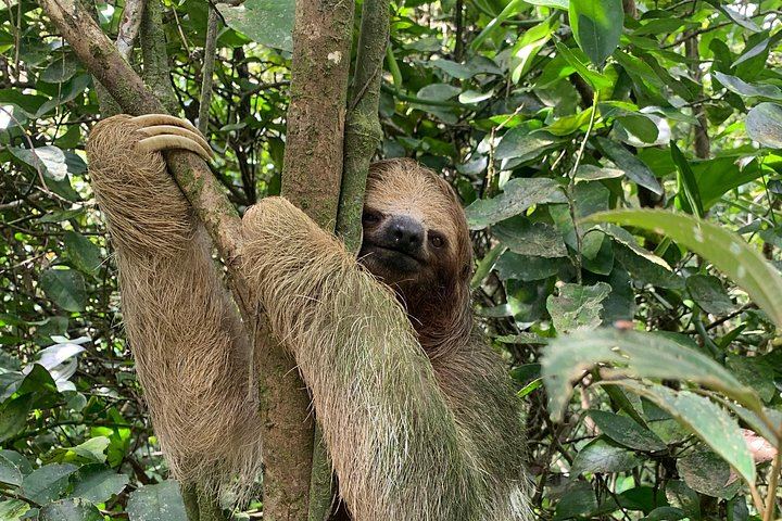 Llanos del Cortés Waterfall, Bijagua Sloths and Miravalles Volcano Hot Springs Mud Day (8/12)