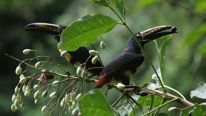 Pure Trek Canyoning near La Fortuna: Four Rappels, Monkey Drop and Lunch (4/9)