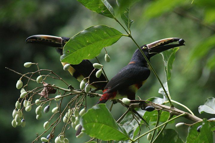 Pure Trek Canyoning near La Fortuna: Four Rappels, Monkey Drop and Lunch (4/9)