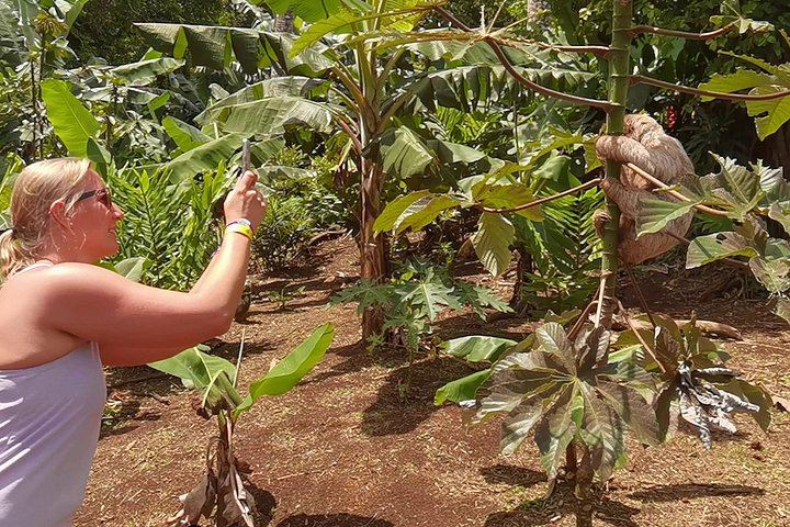 Private Tree Chocolate Farm, Spring Paradise Wildlife Walk and Llanos del Cortés Swim (3/12)