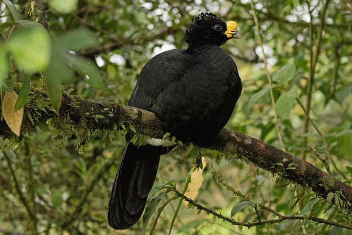 Private Tree Chocolate Farm, Spring Paradise Wildlife Walk and Llanos del Cortés Swim (12/12)