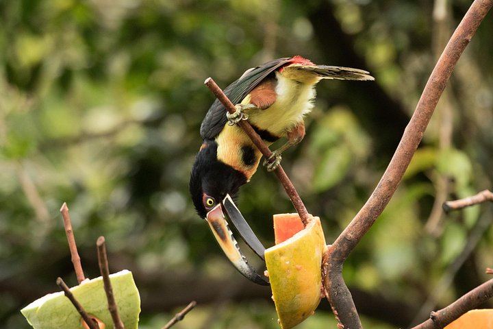 Private Tree Chocolate Farm, Spring Paradise Wildlife Walk and Llanos del Cortés Swim (11/12)