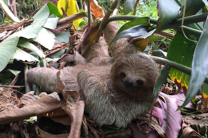 Private Tree Chocolate Farm, Spring Paradise Wildlife Walk and Llanos del Cortés Swim (7/12)