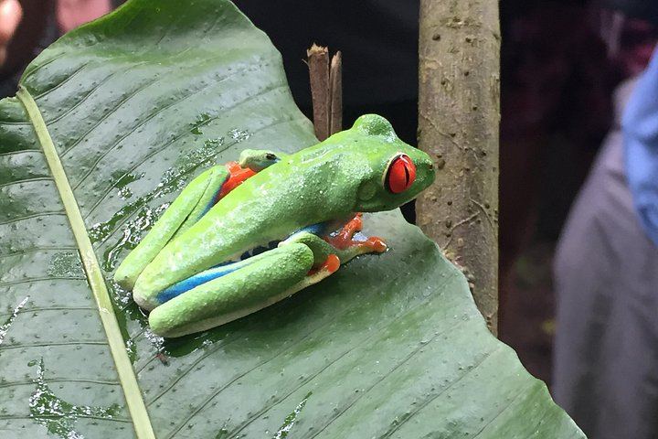Private Tree Chocolate Farm, Spring Paradise Wildlife Walk and Llanos del Cortés Swim (8/12)