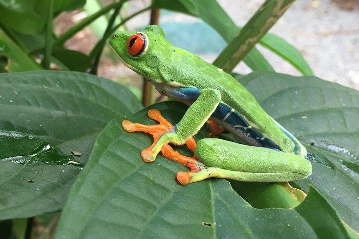 Private Tree Chocolate Farm, Spring Paradise Wildlife Walk and Llanos del Cortés Swim (5/12)