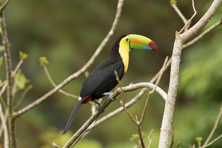 Private Tree Chocolate Farm, Spring Paradise Wildlife Walk and Llanos del Cortés Swim (10/12)