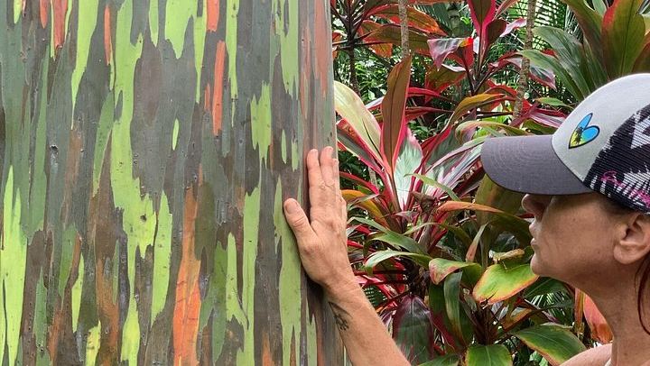 Road to Hana Waterfall and Jungle Tour with a NAI Certified Guide, Photos and Video (2/10)