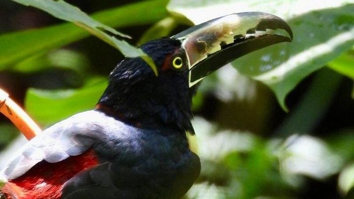 Bijagua Rainforest Trails, Llanos de Cortés Swim and Family Chocolate and Coffee Farm (3/4)
