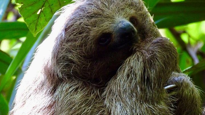 Bijagua Rainforest Trails, Llanos de Cortés Swim and Family Chocolate and Coffee Farm (4/4)