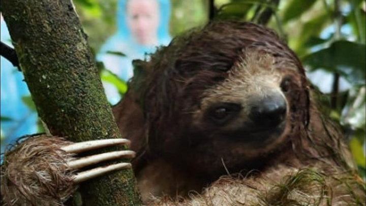 Bijagua Rainforest Trails, Llanos de Cortés Swim and Family Chocolate and Coffee Farm (2/4)