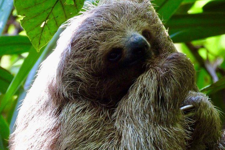 Bijagua Rainforest Trails, Llanos de Cortés Swim and Family Chocolate and Coffee Farm (4/4)