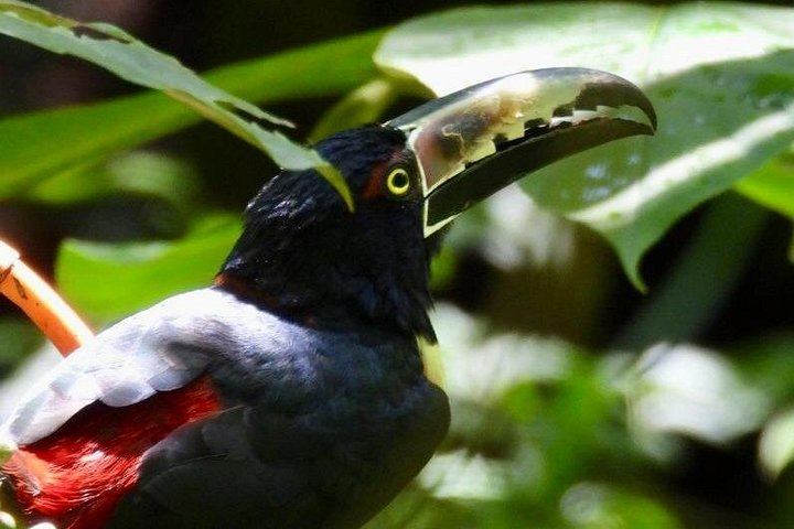 Bijagua Rainforest Trails, Llanos de Cortés Swim and Family Chocolate and Coffee Farm (3/4)