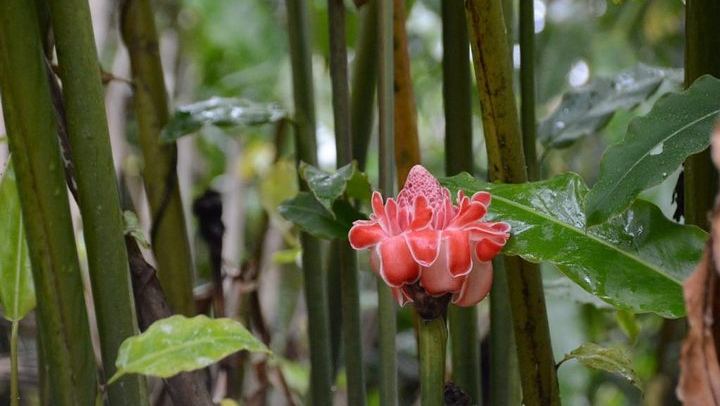 Full-Day El Yunque Hike from San Juan: Ceiba Pools, Rope Swing and Waterslides (3/9)