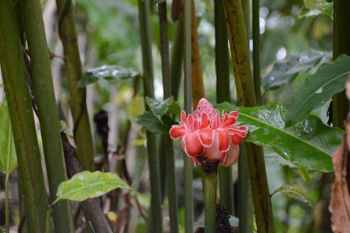 Full-Day El Yunque Hike from San Juan: Ceiba Pools, Rope Swing and Waterslides (3/9)
