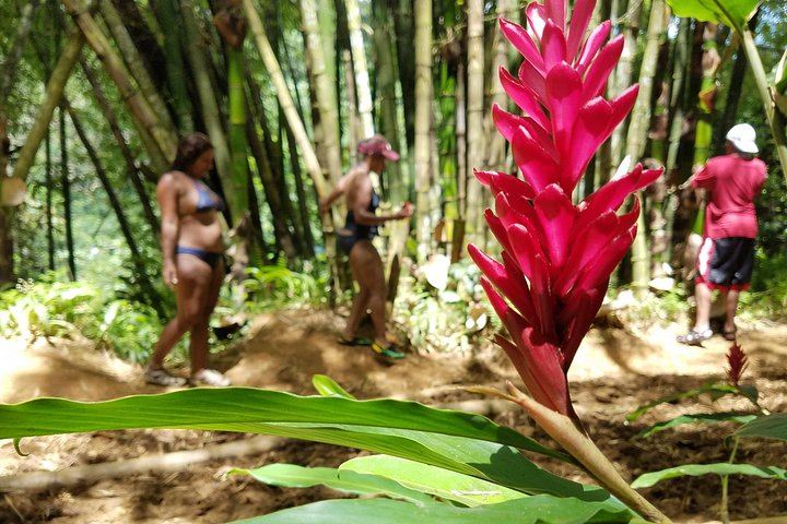 El Yunque River Trek with Rope Swing and Waterslide from a Condado Supermarket, Max 12 (9/12)