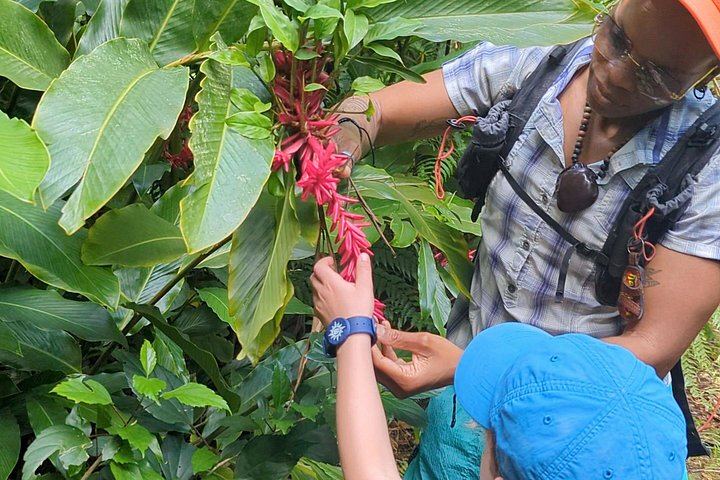 Seven-Hour Foraging Hike in Dominica: Middleham Falls, Ti Tou Gorge, Hot Springs (7/12)